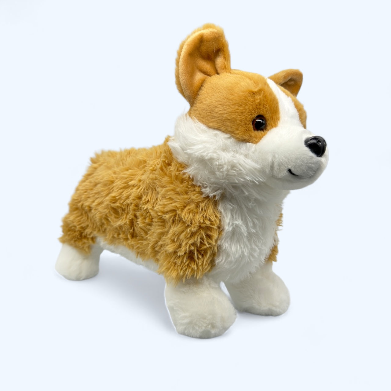 Nugget the Corgi